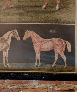 Antiques Anatomical Model Of The Horse Vintage Poster School Chart Antiques&Collectibles