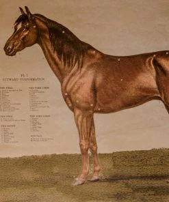 Antiques Anatomical Model Of The Horse Vintage Poster School Chart Antiques&Collectibles