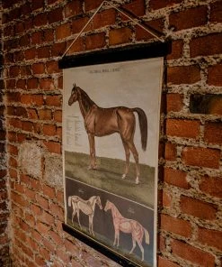 Antiques Anatomical Model Of The Horse Vintage Poster School Chart Antiques&Collectibles