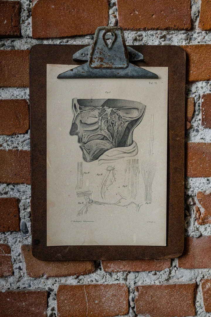 Antiques Antique Anatomical Print And Clipboard 3 Antiques Antique Anatomical Print And Clipboard