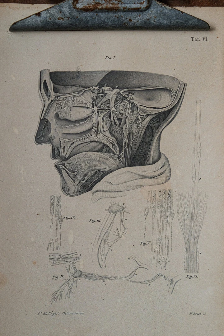 Antiques Antique Anatomical Print And Clipboard 4 Antiques Antique Anatomical Print And Clipboard