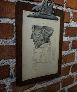 Antiques Antique Anatomical Print And Clipboard 7 Antiques Antique Anatomical Print And Clipboard